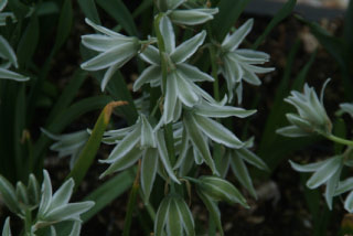 Ornithogalum nutansKnikkende vogelmelk bestellen